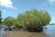 <strong>Rhizophora stylosa - Ramon, Laurence - 54</strong><br />© Ramon, Laurence